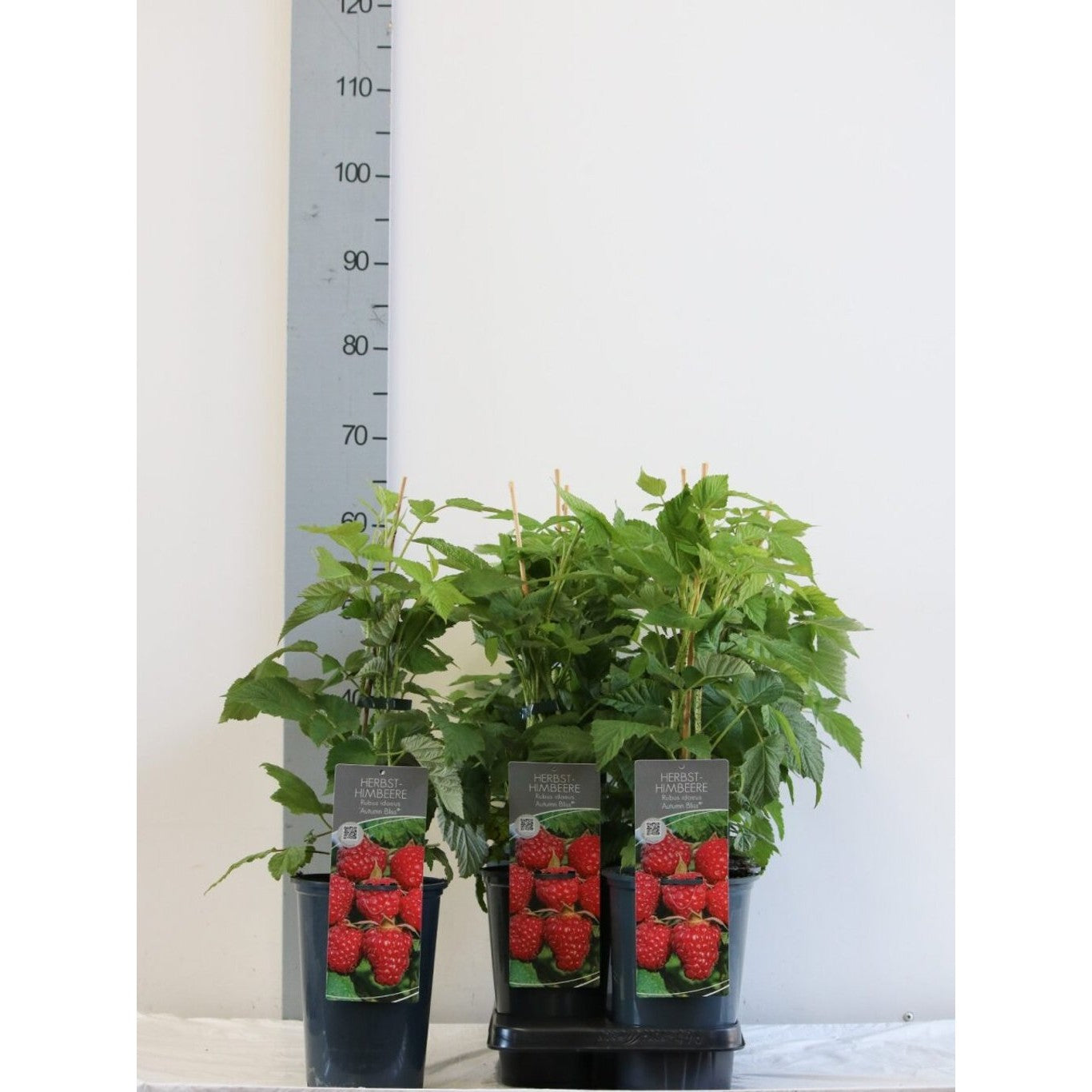 Hallon – Rubus idaeus 'Autumn Bliss' - C3 40-60 CM